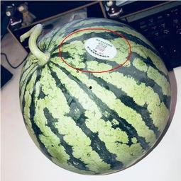 网红吃瓜跳舞最新版,潮流舞步与热门话题的完美融合 第2张 网红吃瓜跳舞最新版,潮流舞步与热门话题的完美融合 第2张